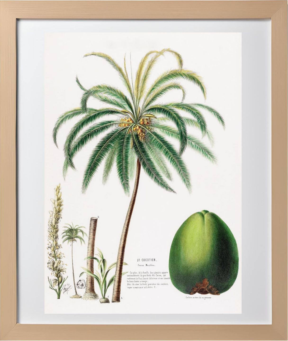 Le Cocotier (Cocos Mucifera)