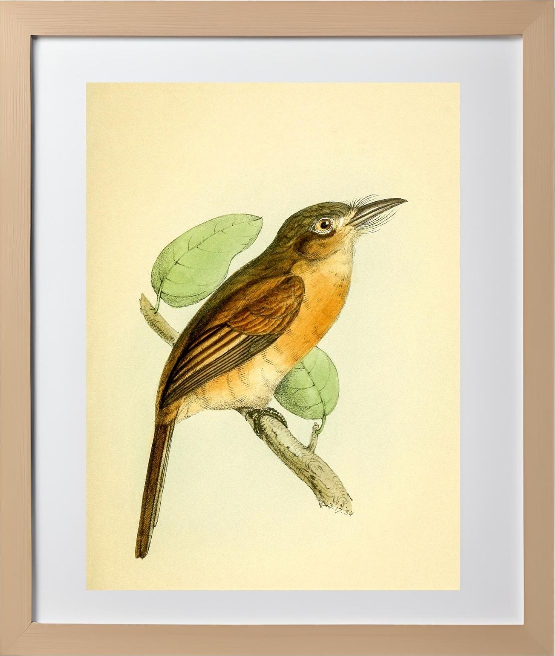 Red-breasted Puff Bird