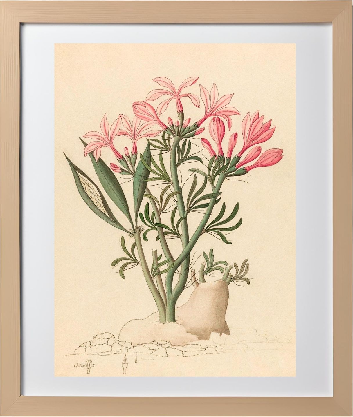 Ceropegia or Echites (Pachypodium Succulentum)