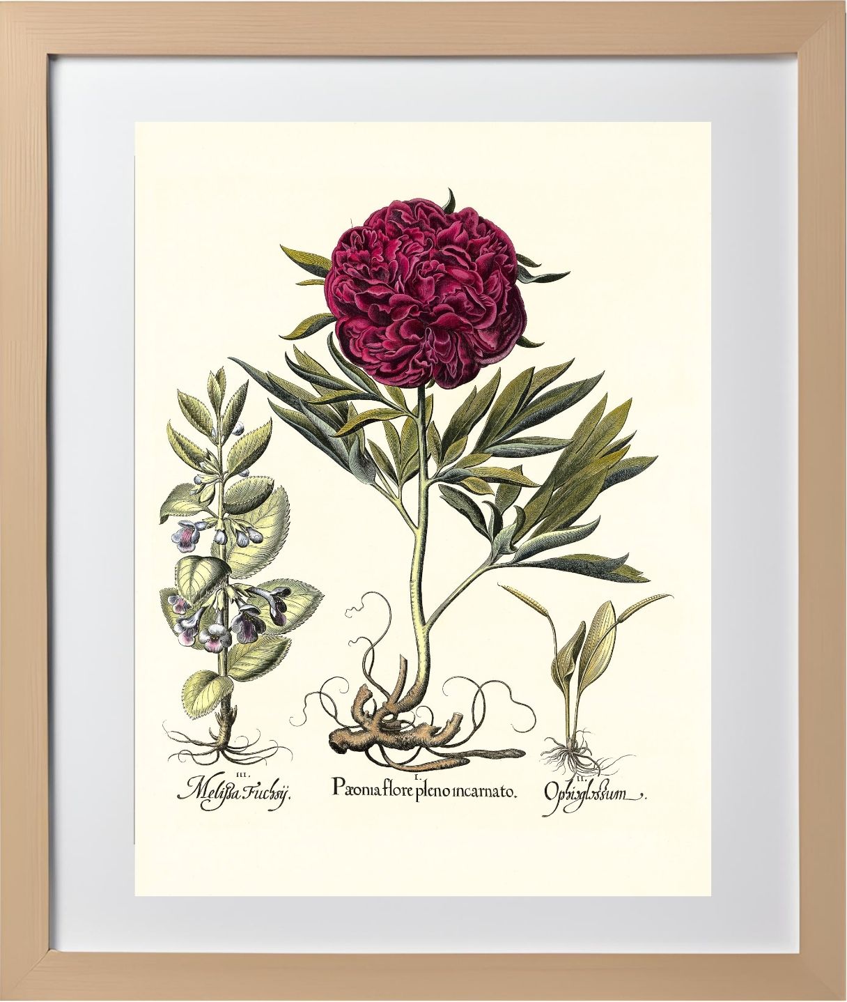 Crimson double-flowered peony, Adder’s-tongue fern