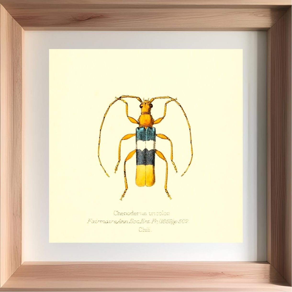 Chenoderus Tricolor
