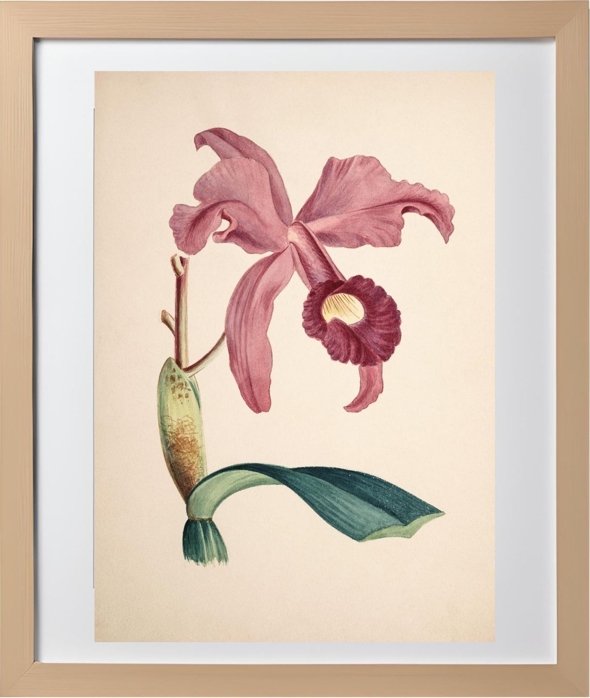 Cattleya Lawrenceana