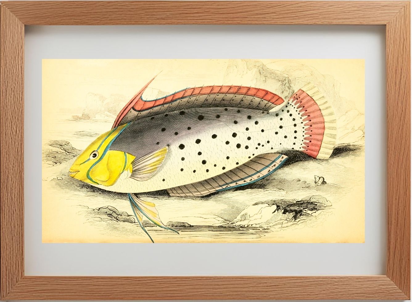 Painted Labrus