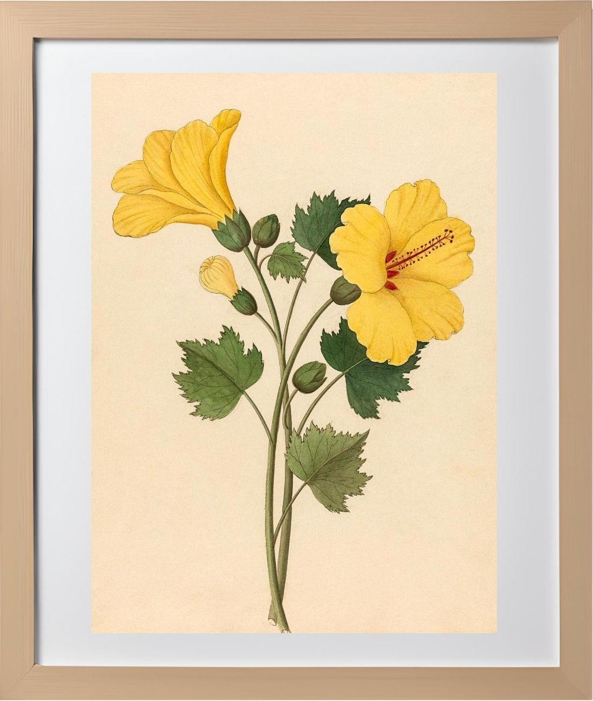 Hibiscus (Hibiscus Calyphyllus)