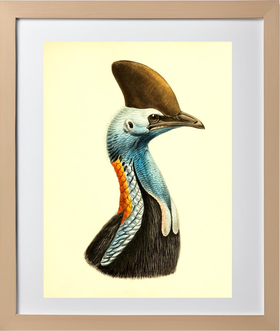 Casuarius Casuarius Intensus
