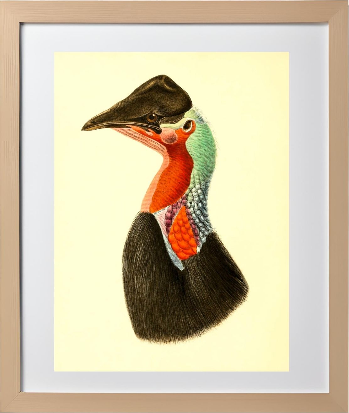 Casuarius Loriae