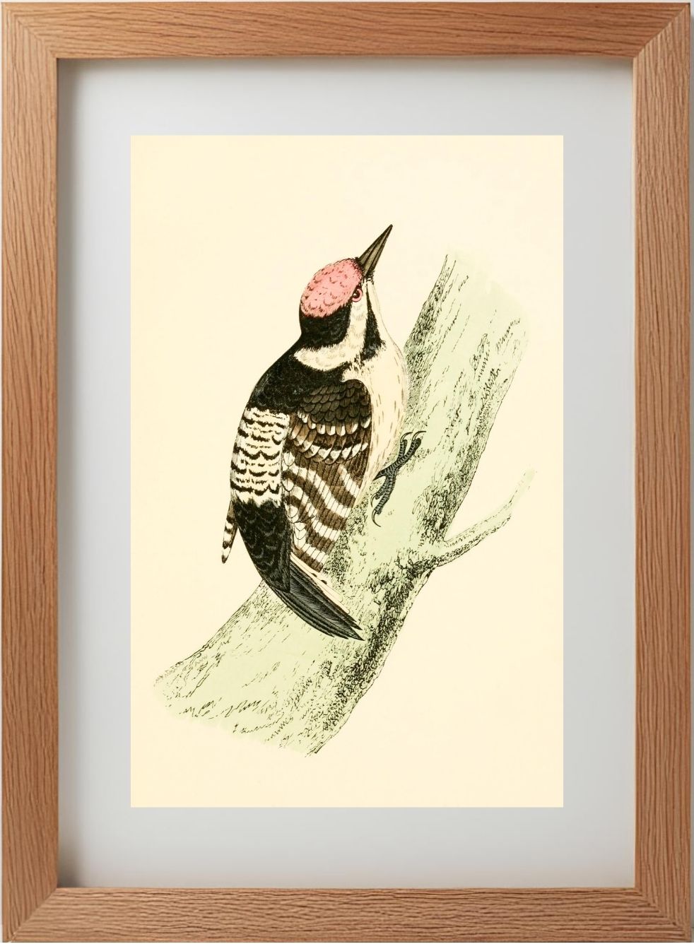 Lesser Spotted Woodpecker