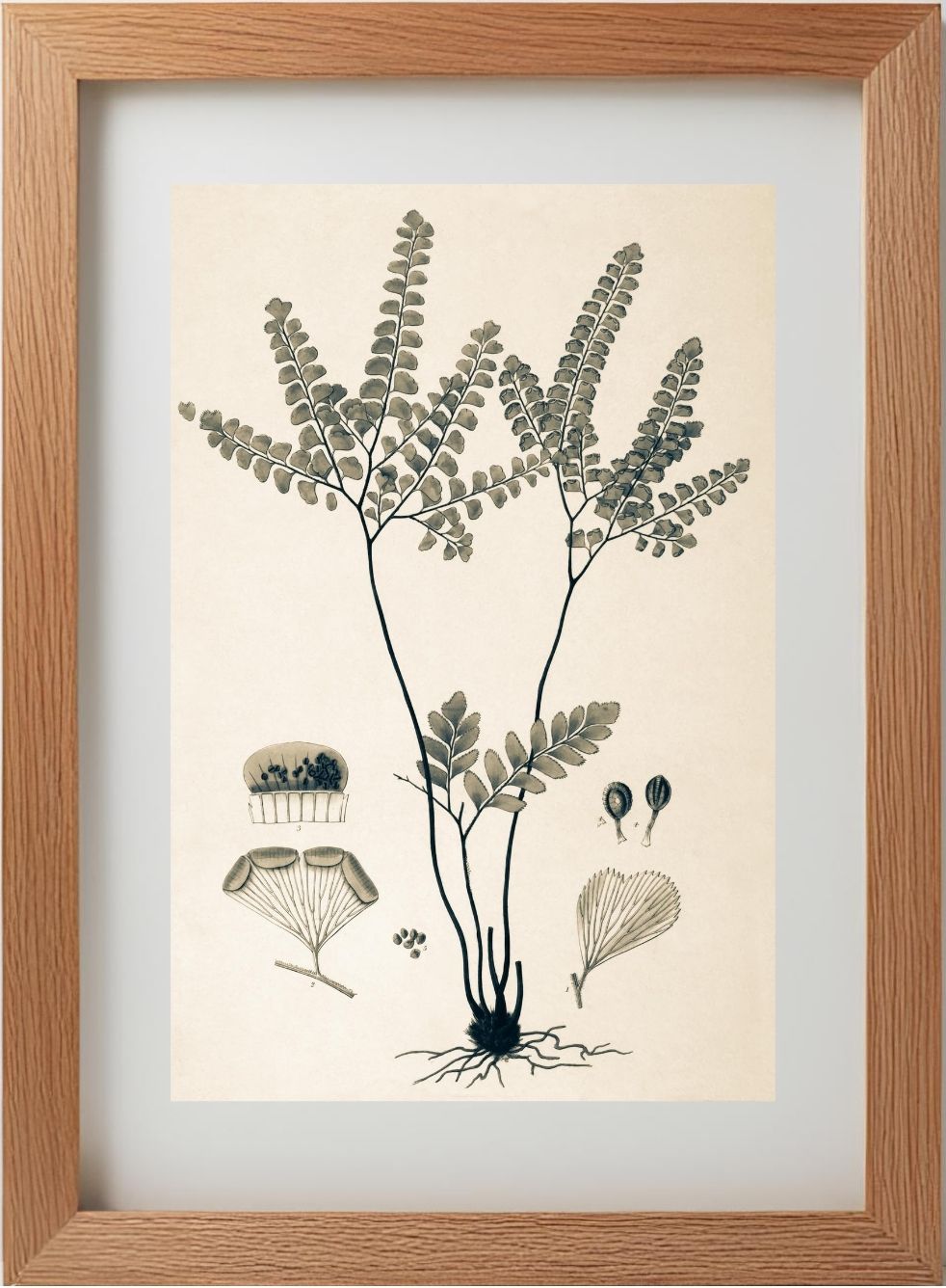 Adiantum Amoenum