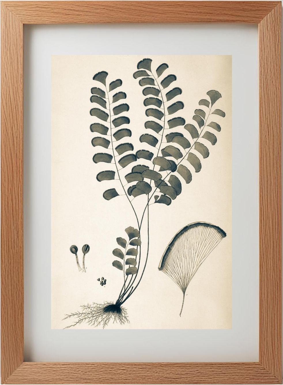 Adiantum Lunulatum