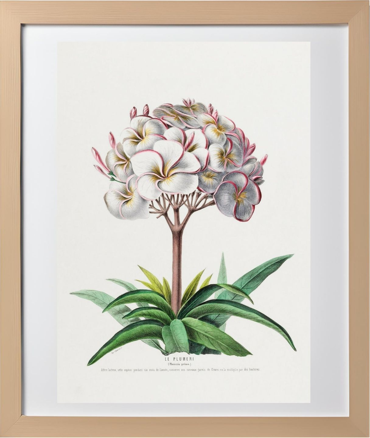 Le Plumeri (Plumeria Primo)
