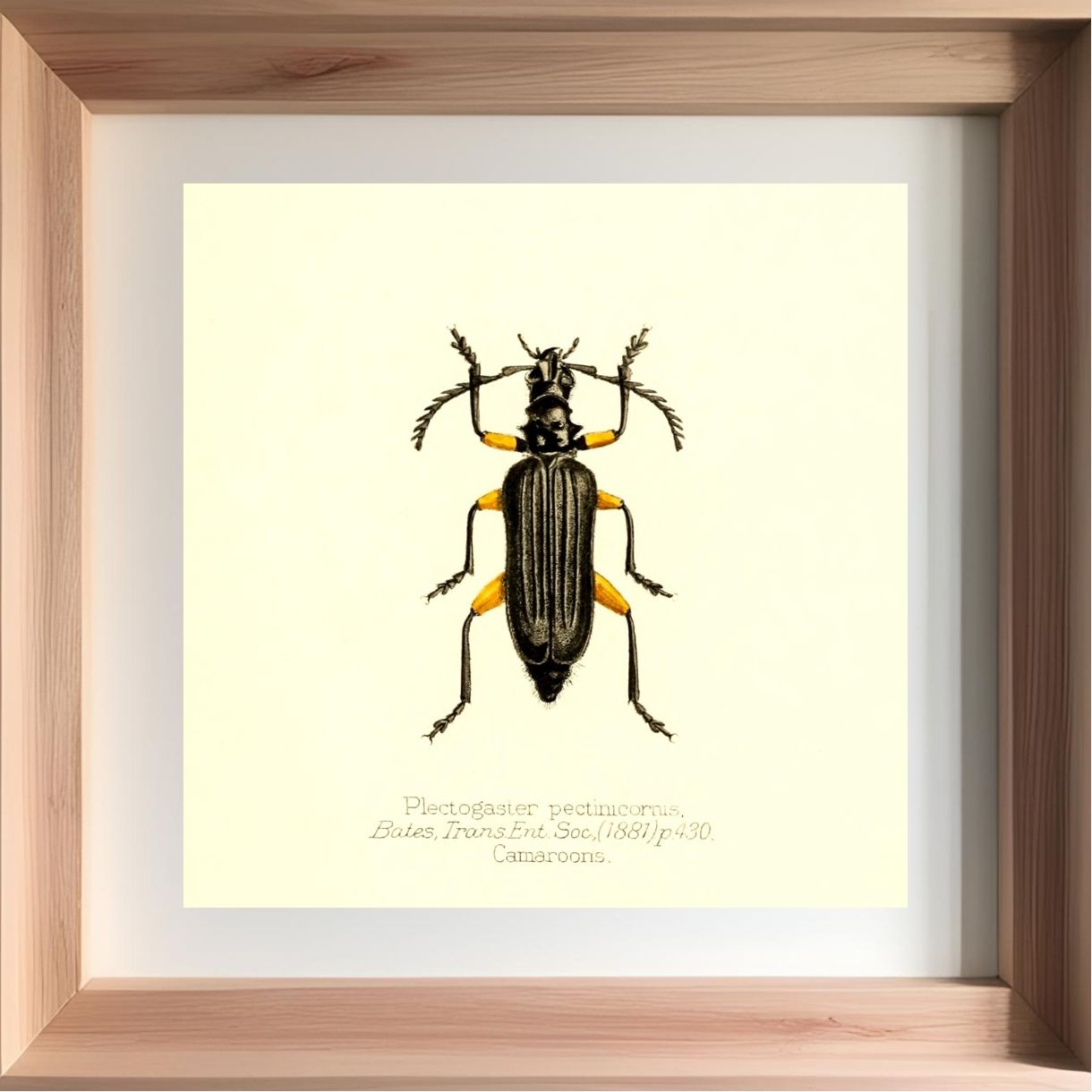 Plectogaster Pectinicornis
