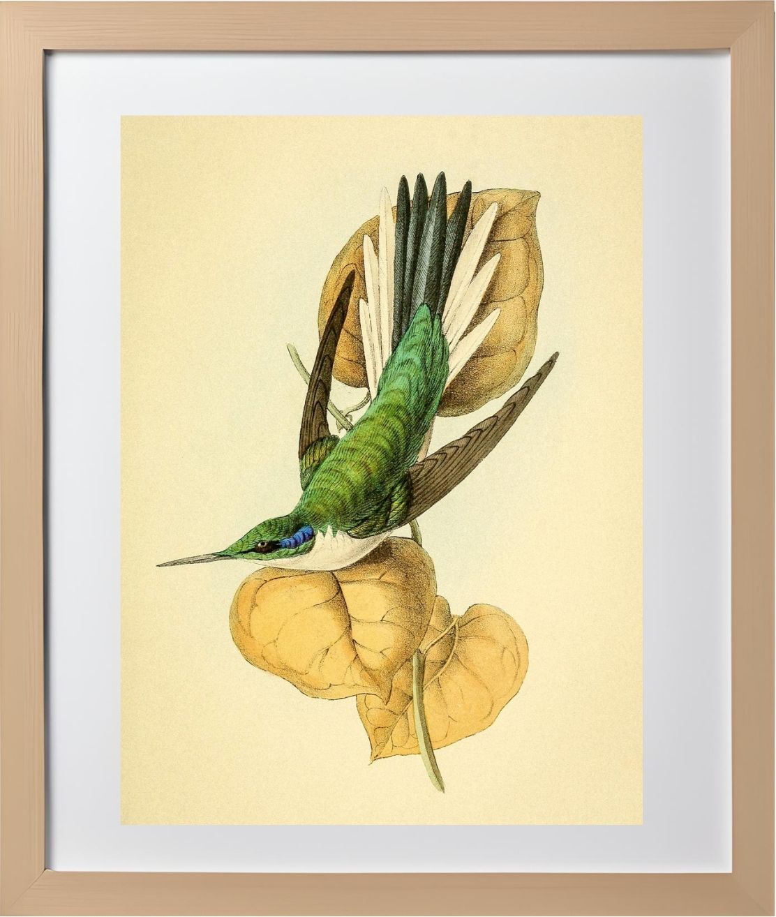Violet Eared Hummingbird