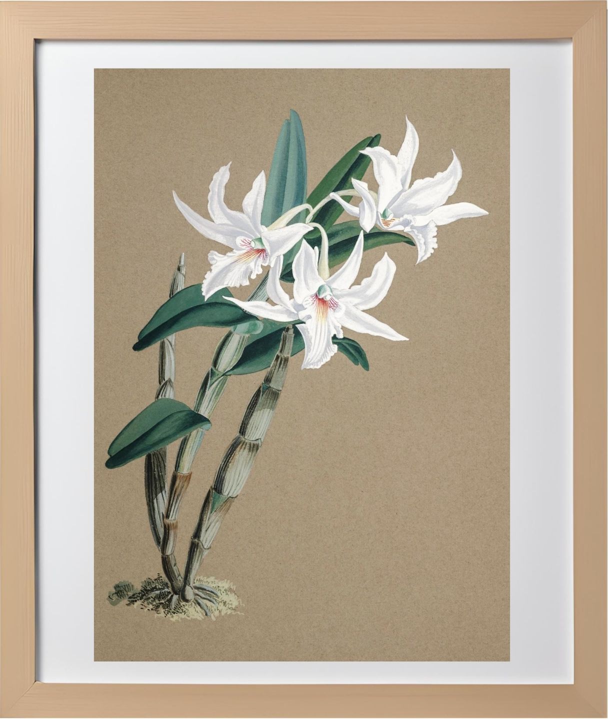 Dendrobium Eburneum