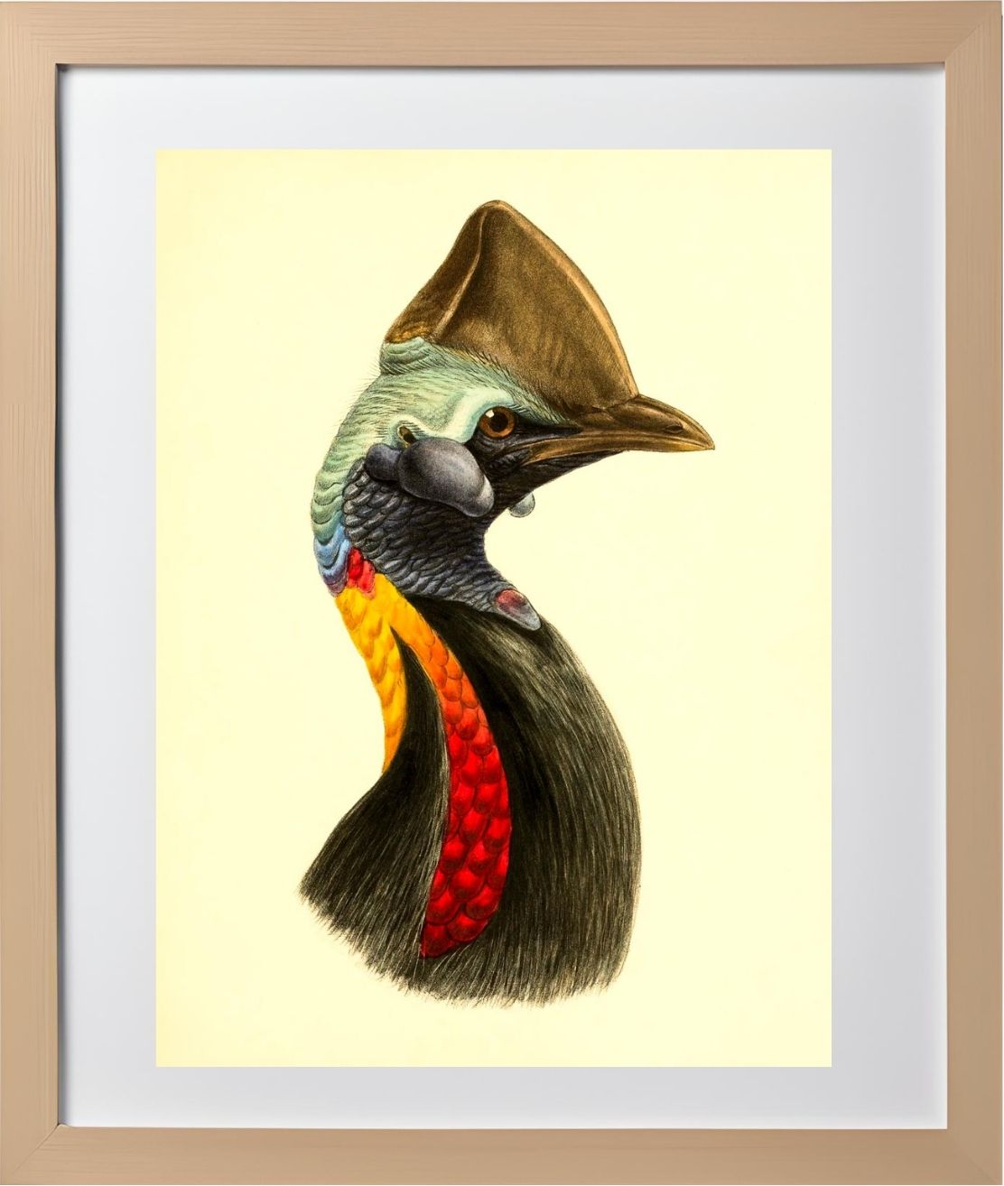 Casuarius Philipi
