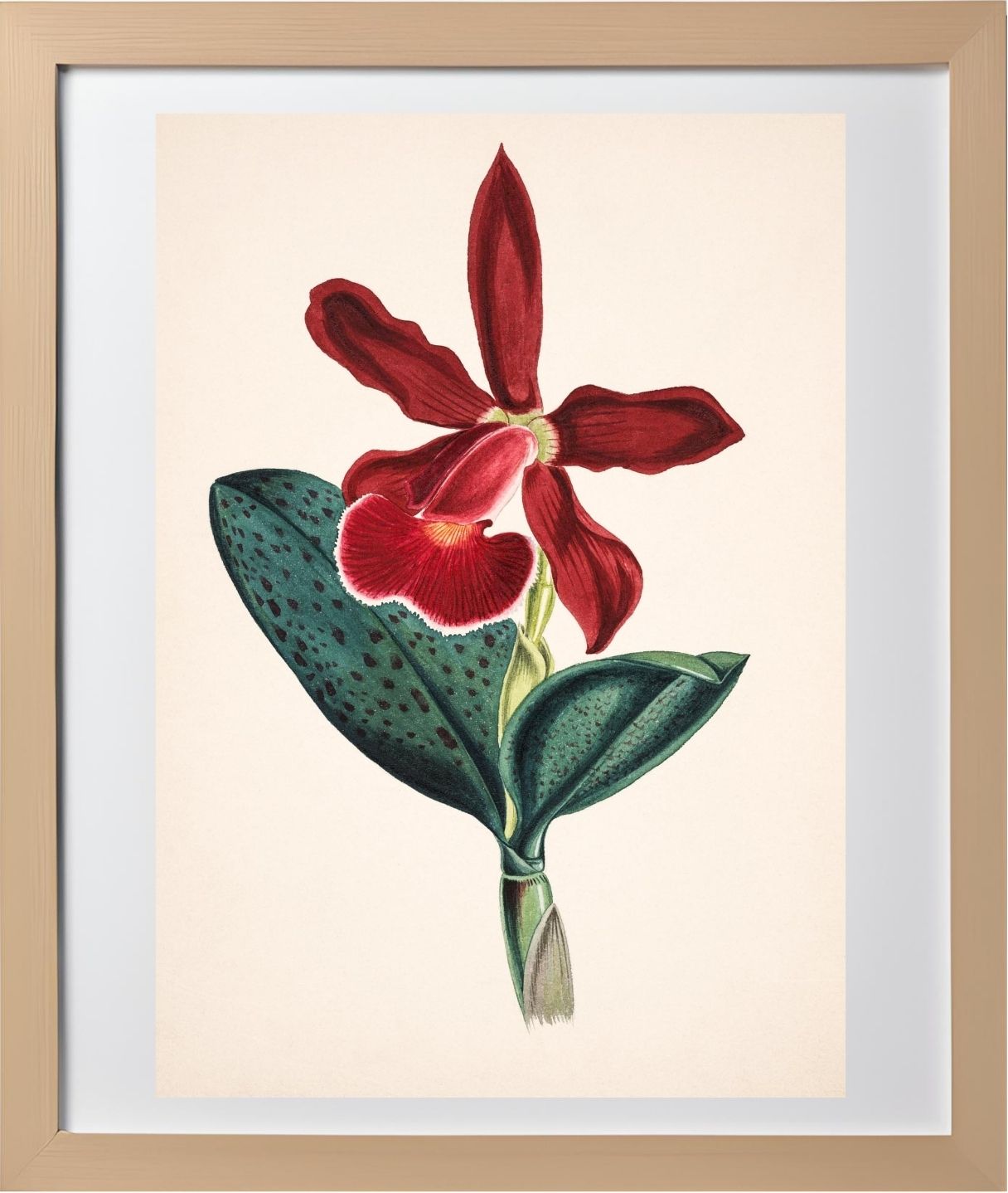 Cattleya Schilleriana Var Concolor