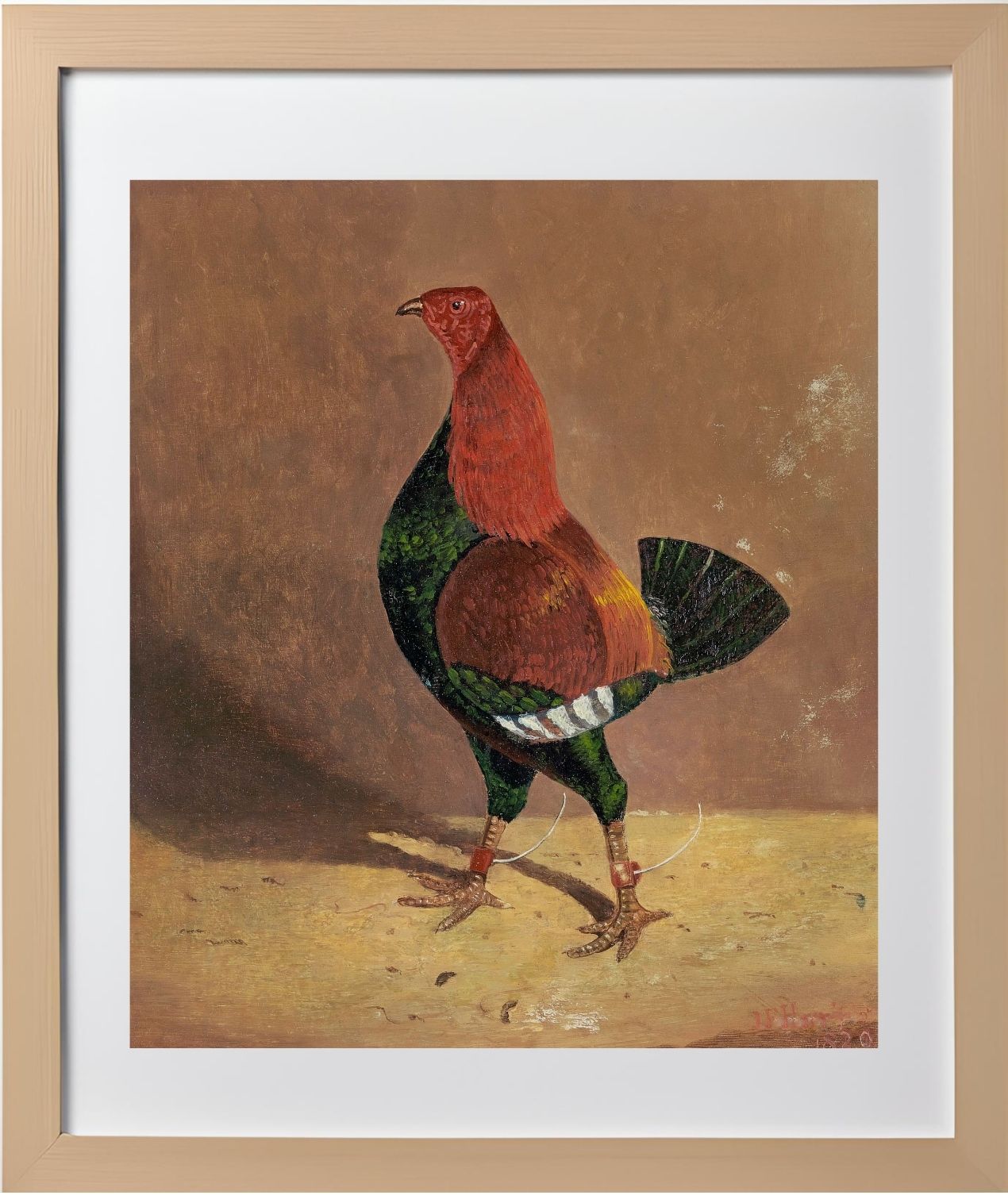 Fighting Cock (2)