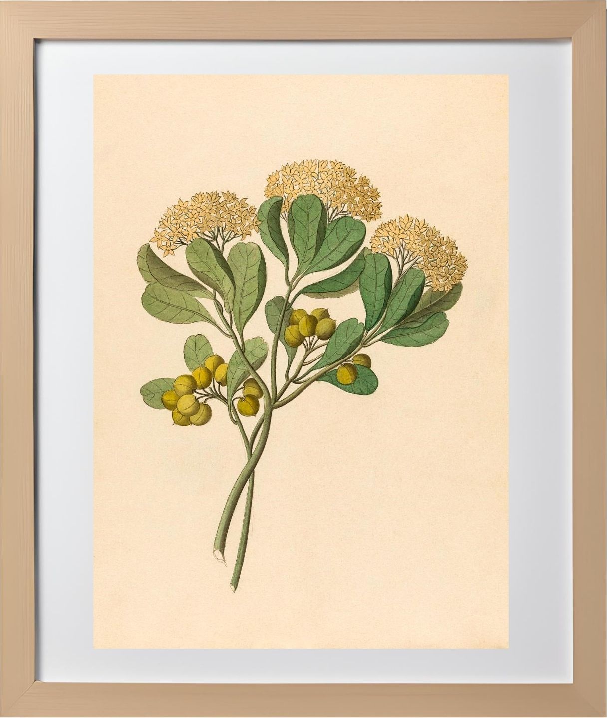 Pentandria Mon. (Pittosporum Viridiflorum)