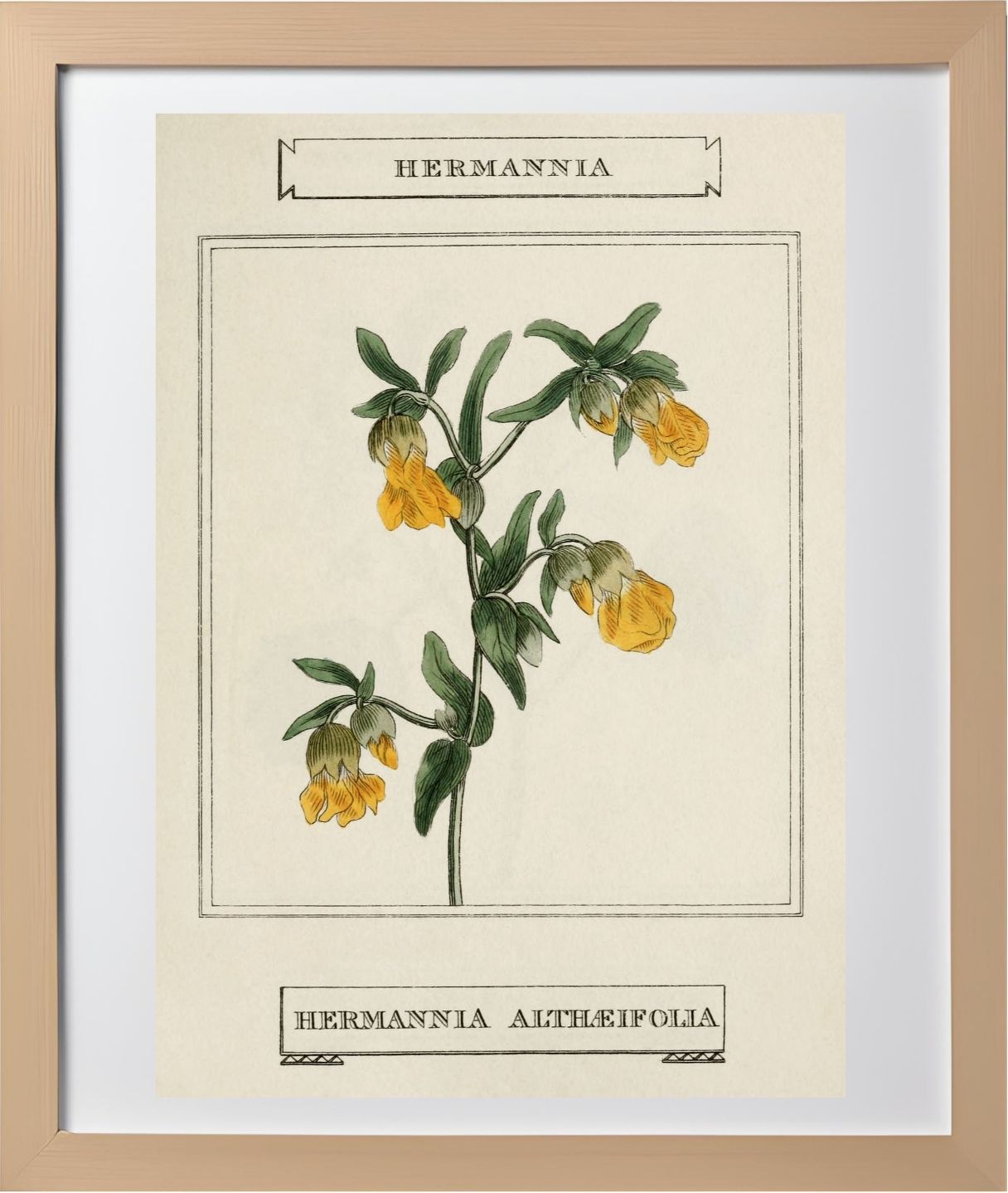 Hermannia