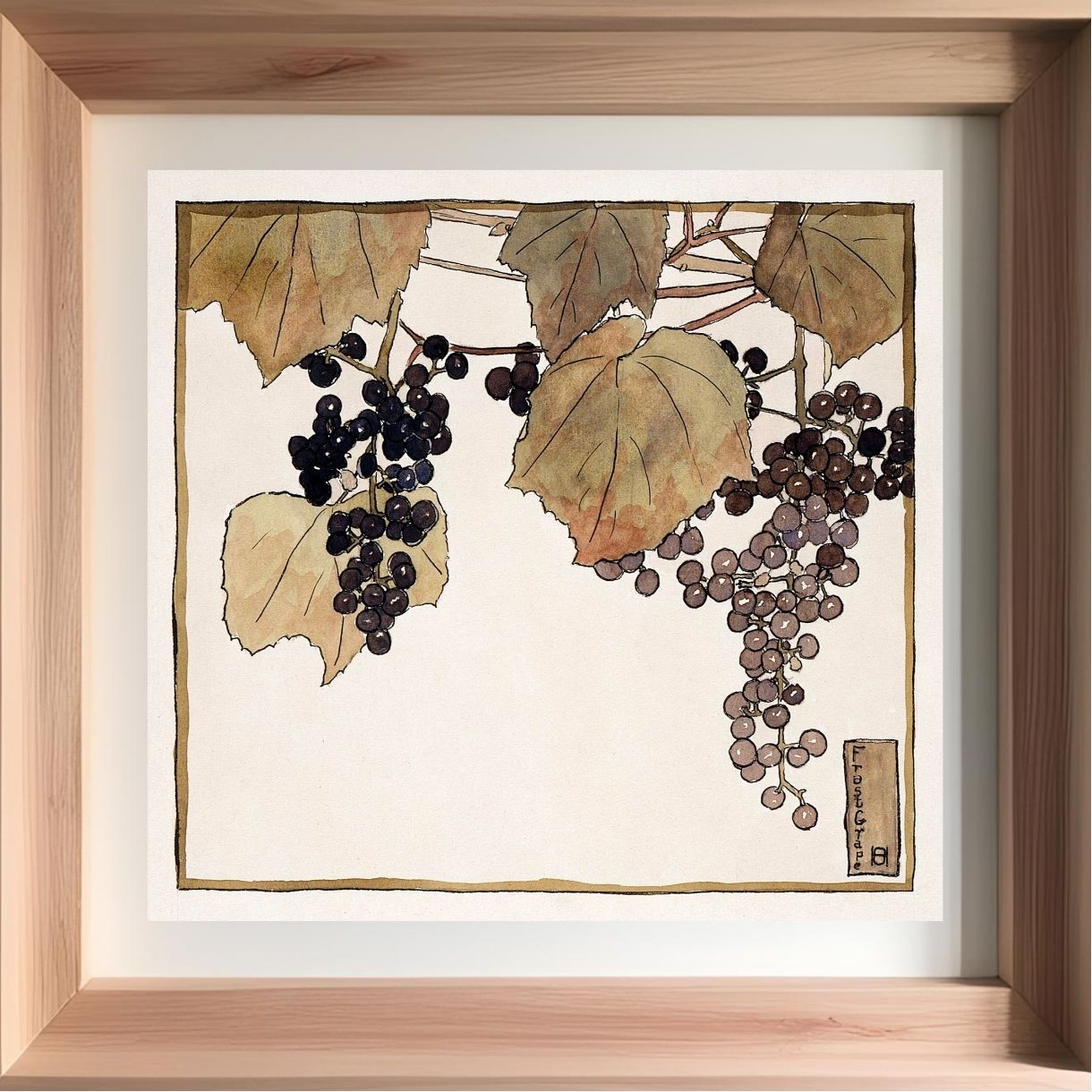 Frost Grape