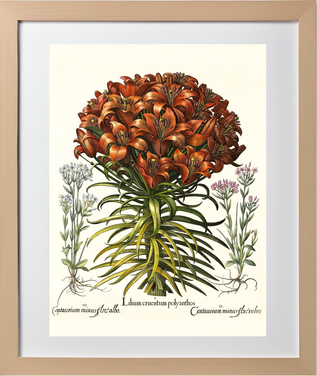 Orange lily, Pink lesser centaury, White centaury