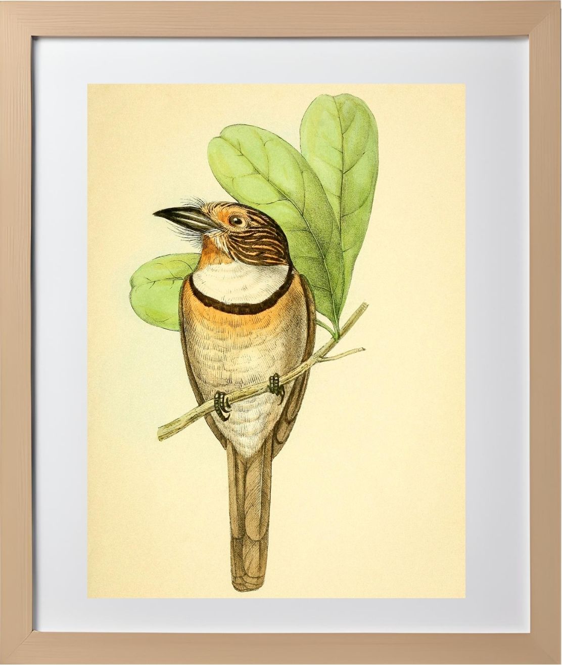 Striped Puff Bird
