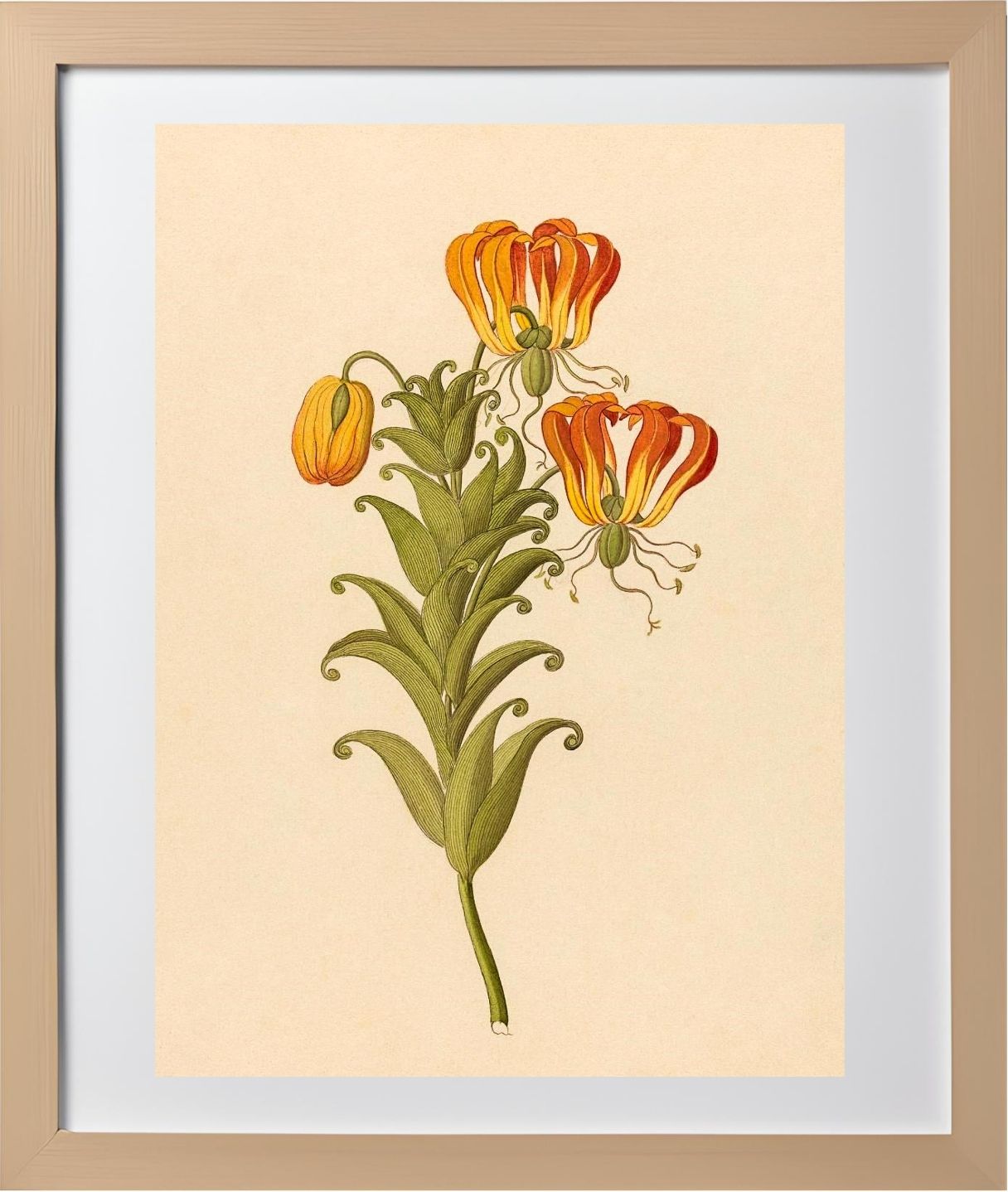 Gloriosa (Gloriosa Superba)