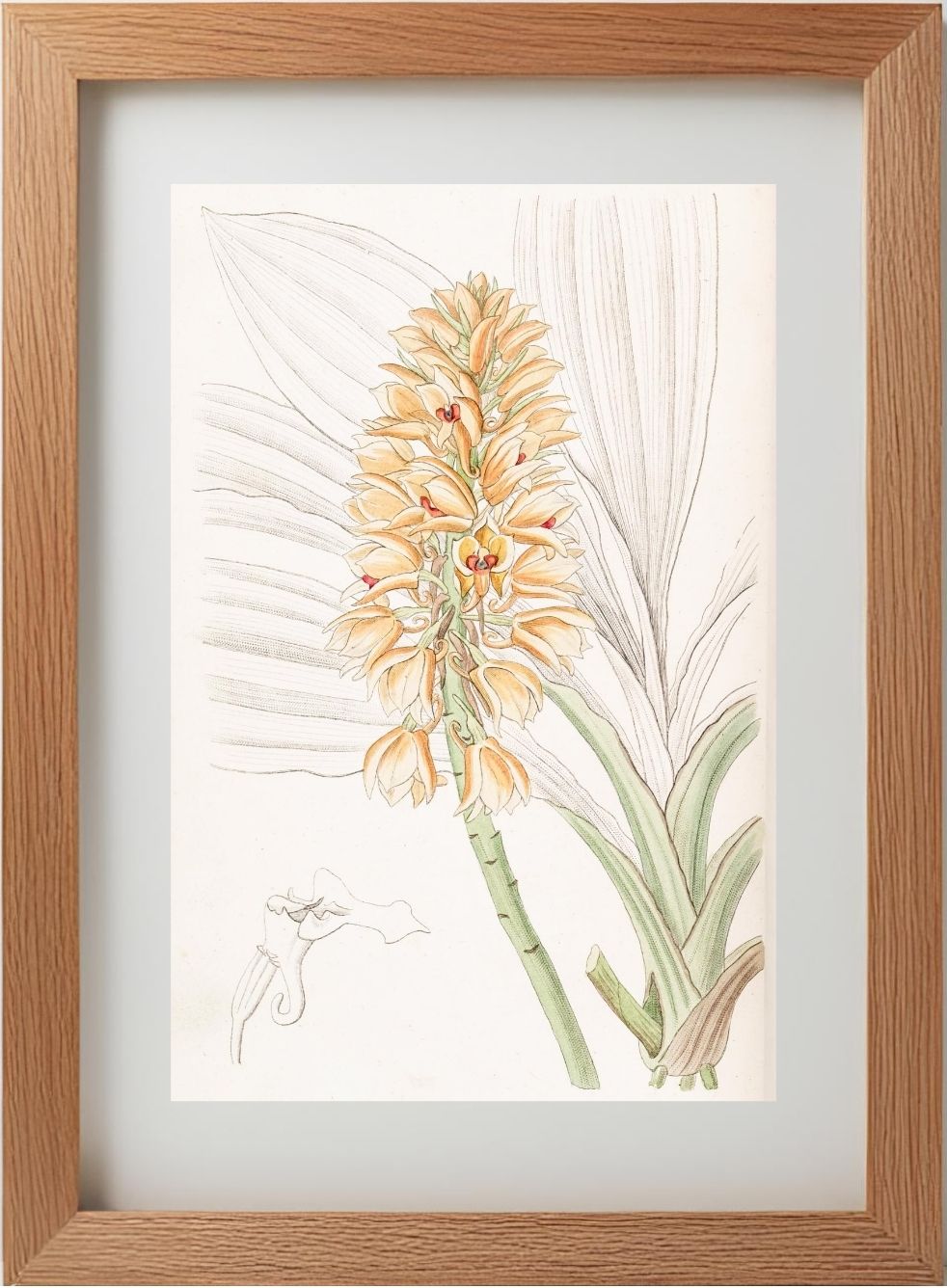Yellow-spiked Calanthe