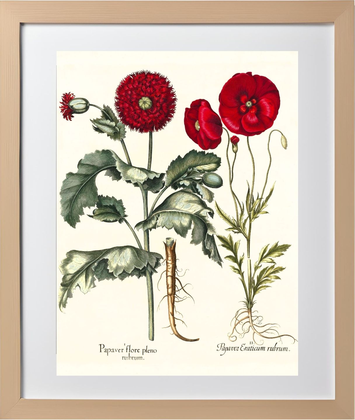 Double-flowered red garden poppy, Corn poppy