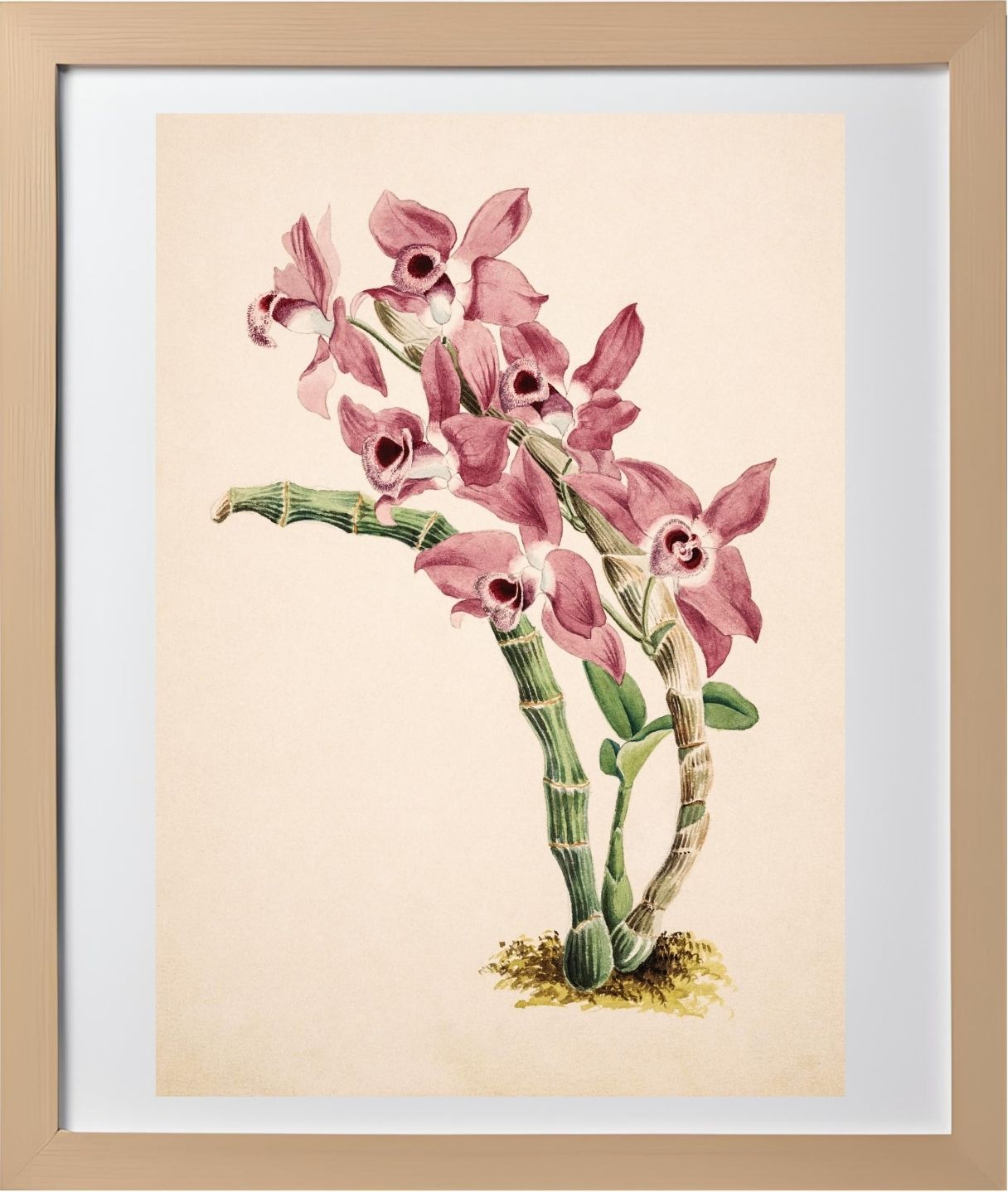Dendrobium Parishii