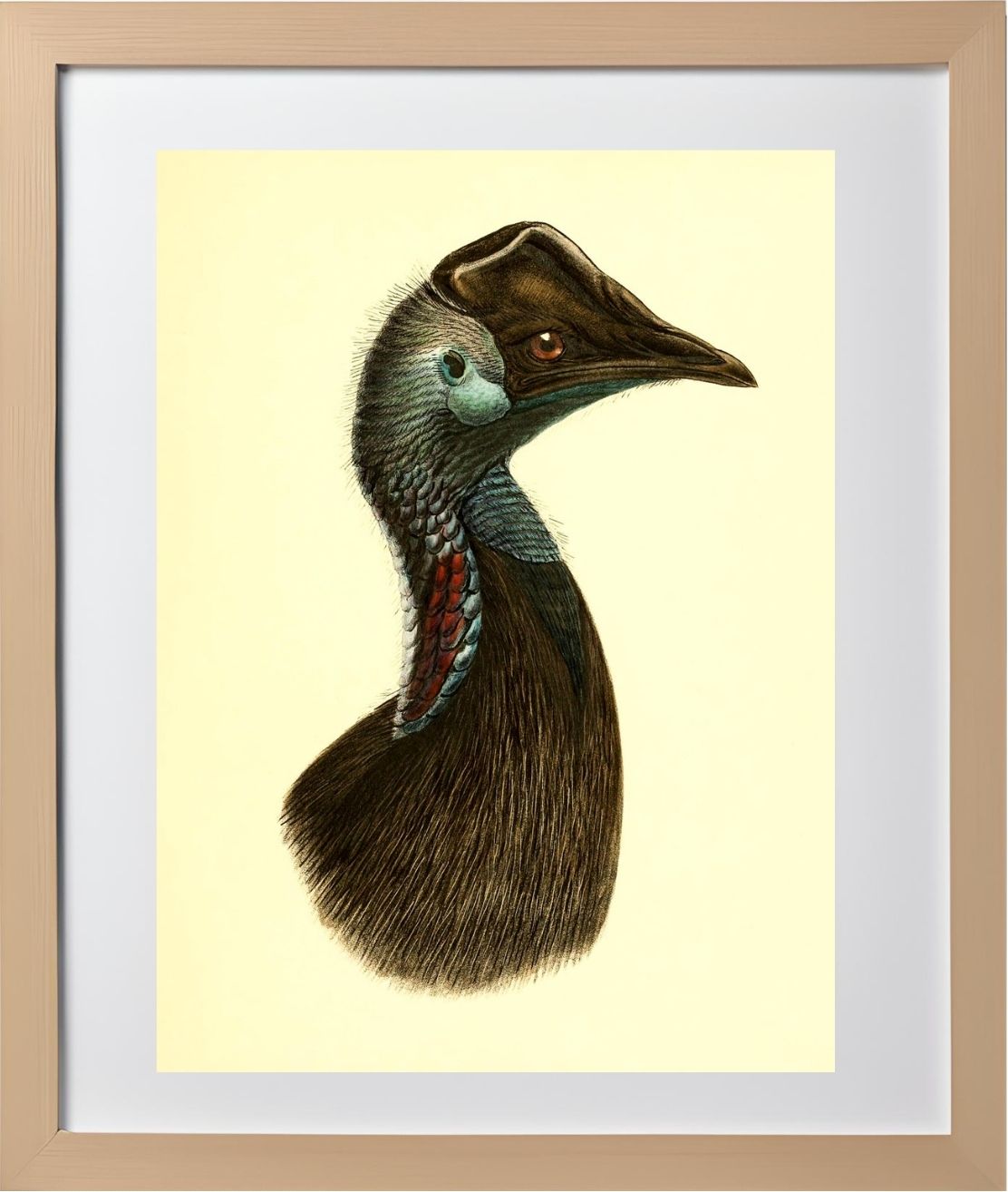 Casuarius Bennetti