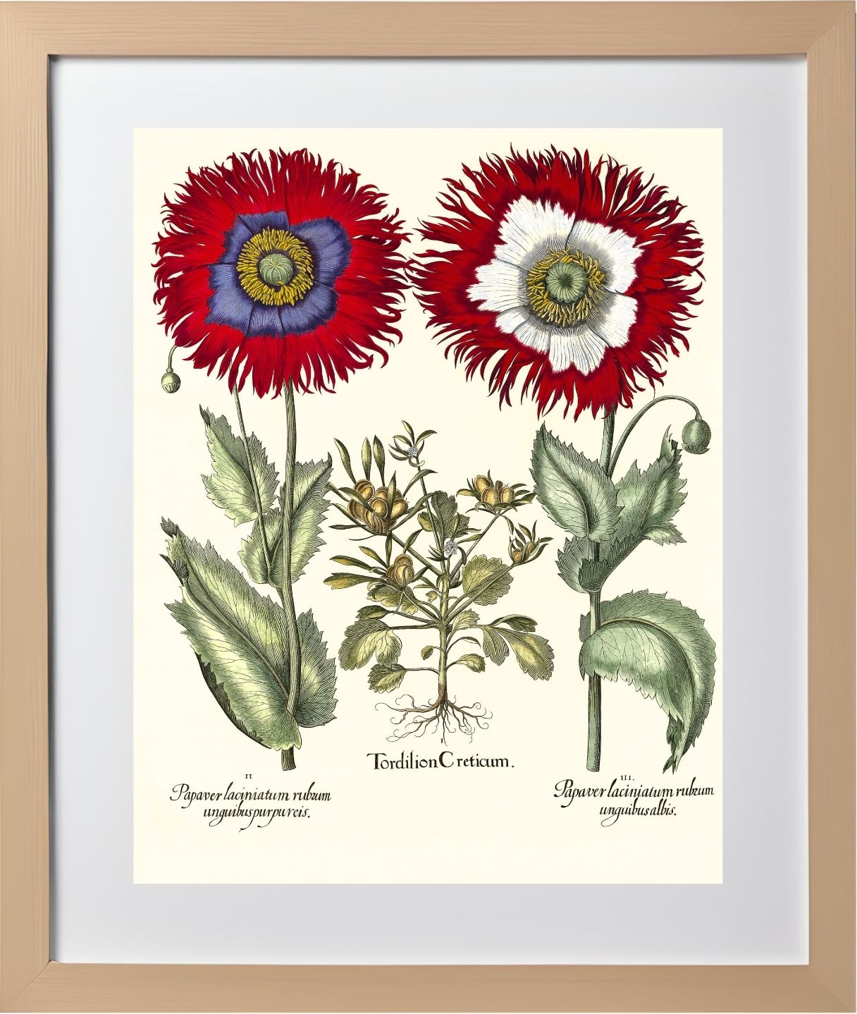 Tordylium Eyed garden poppy with fringed petals