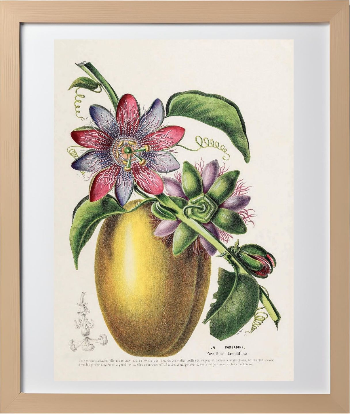 La Barbadine (Passiflora Grandiflora)