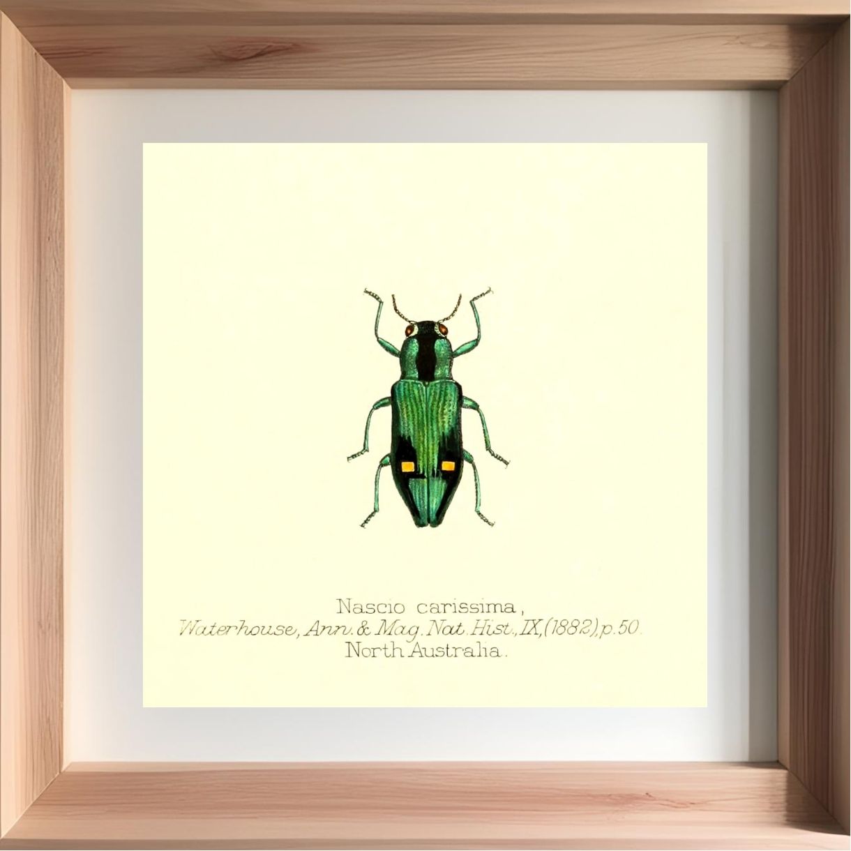 Nascio Carissima