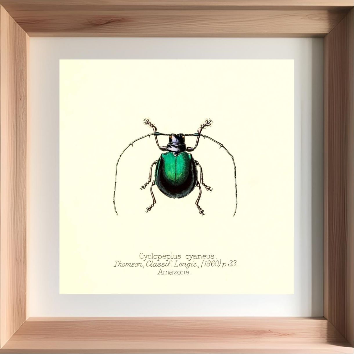 Cyclopeplus Cyaneus