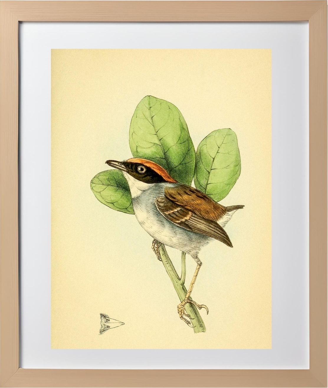 Rufous Crowned Flatbill Male