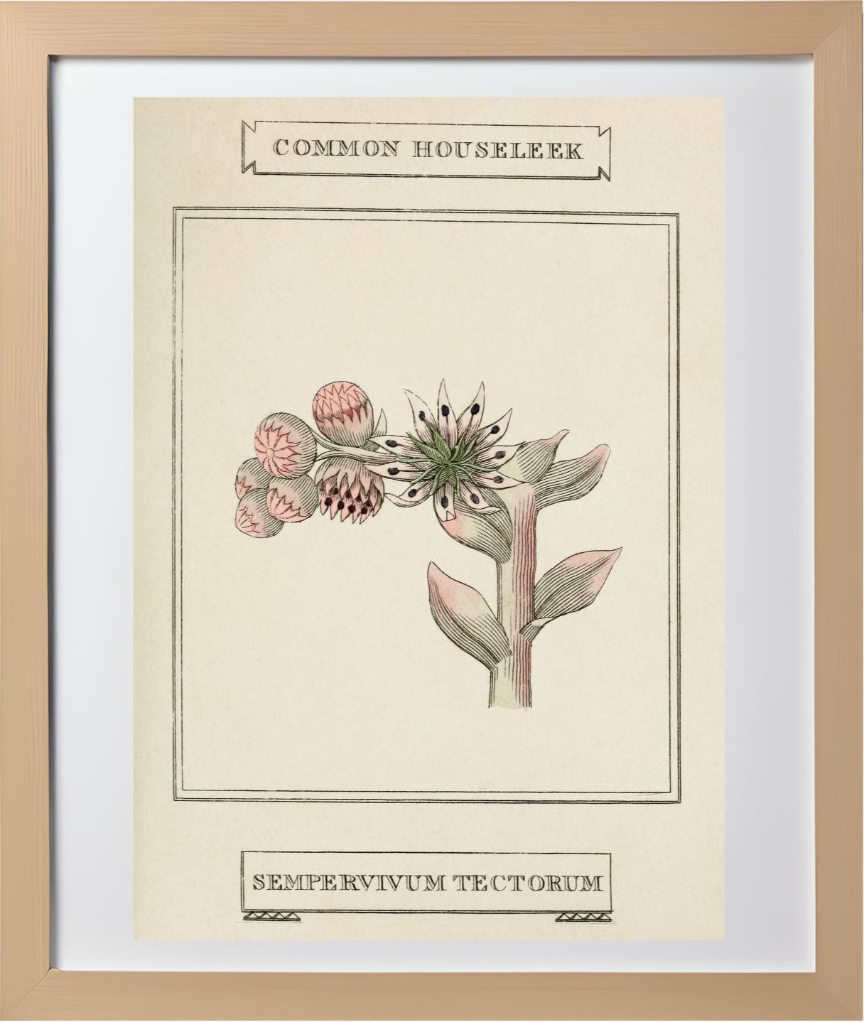 Common Houseleek