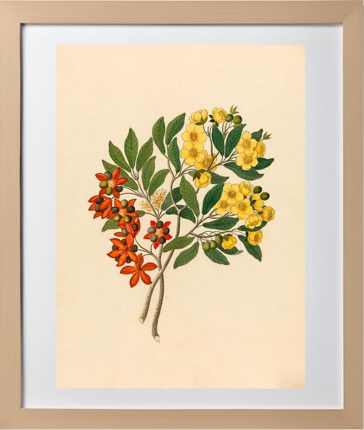 Icosandria Monog. (Ochna Arborea)