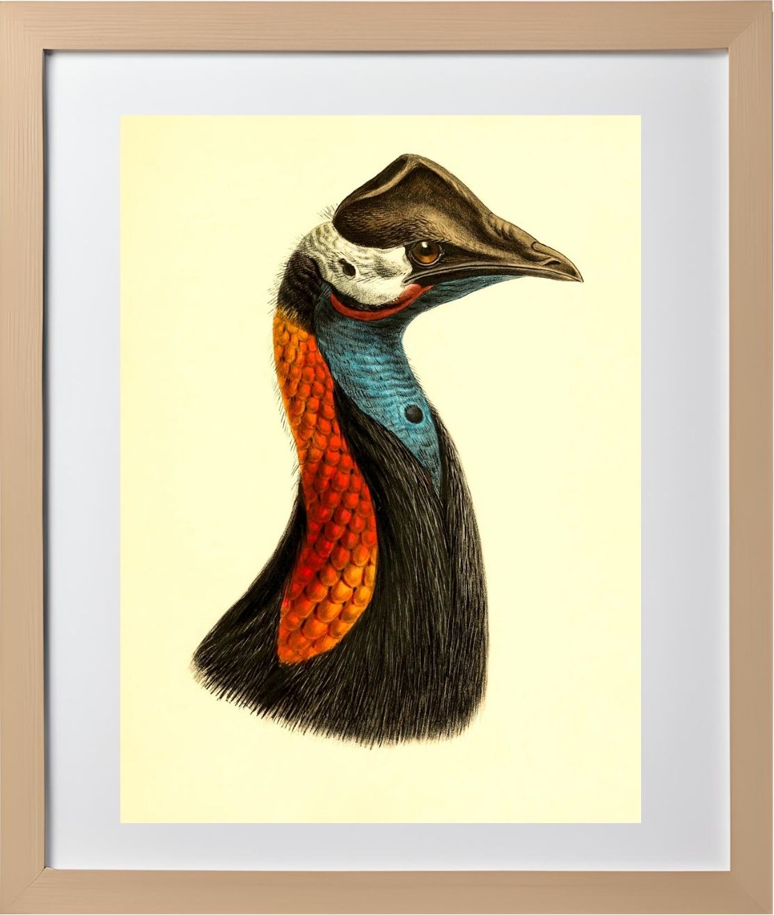 Casuarius Papuanus Edwardsi
