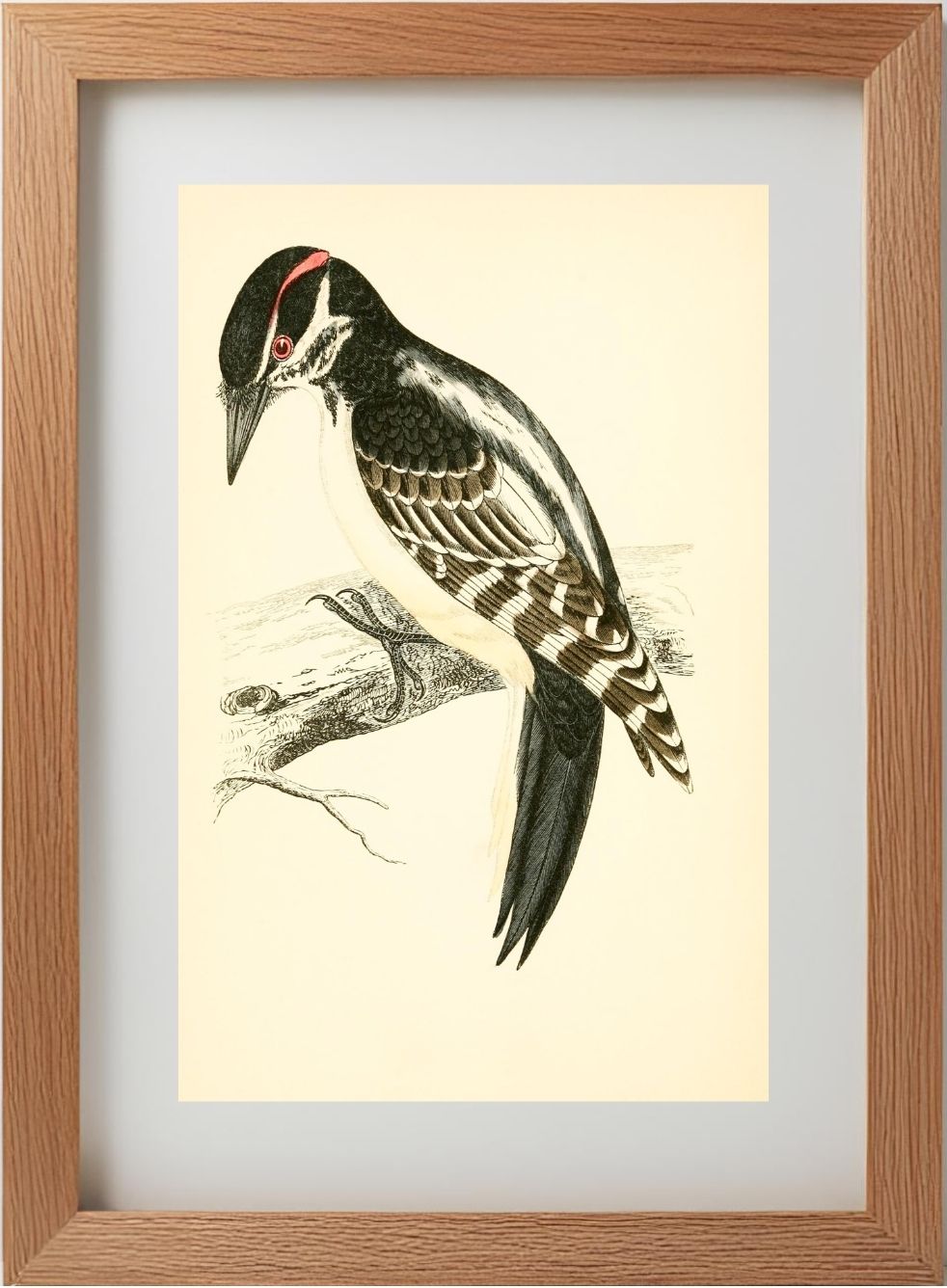 Hairy Woodpecker