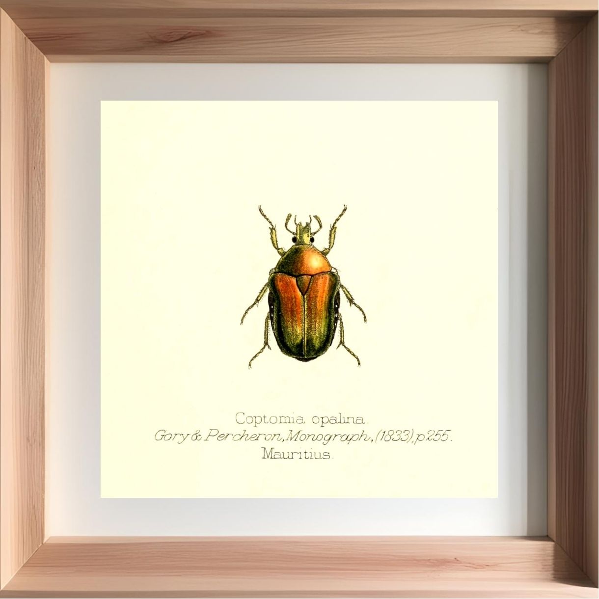 Coptomia Oplalina