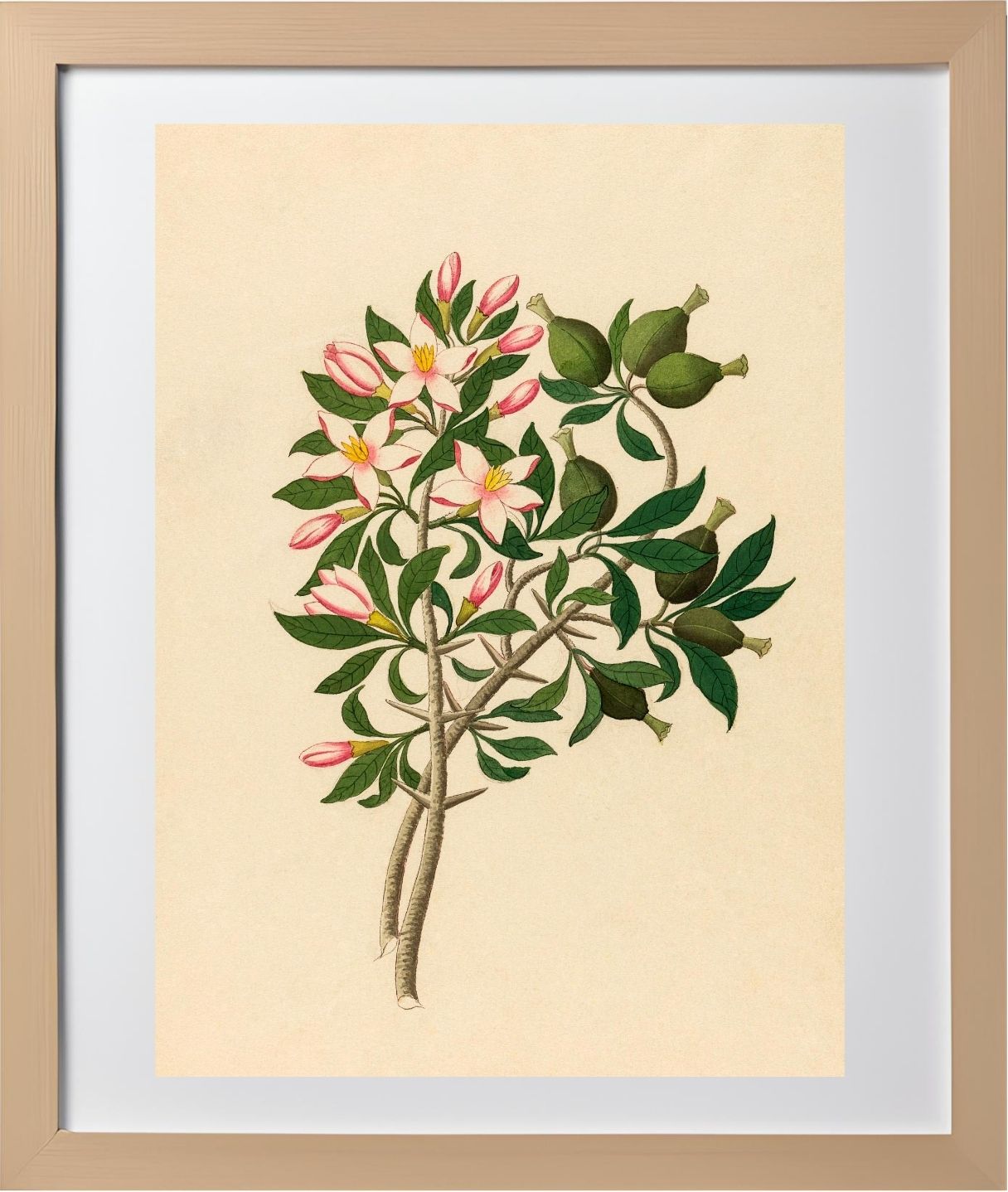 Gardenia Nov. Sp. (Hyperacanthus Amoenus)