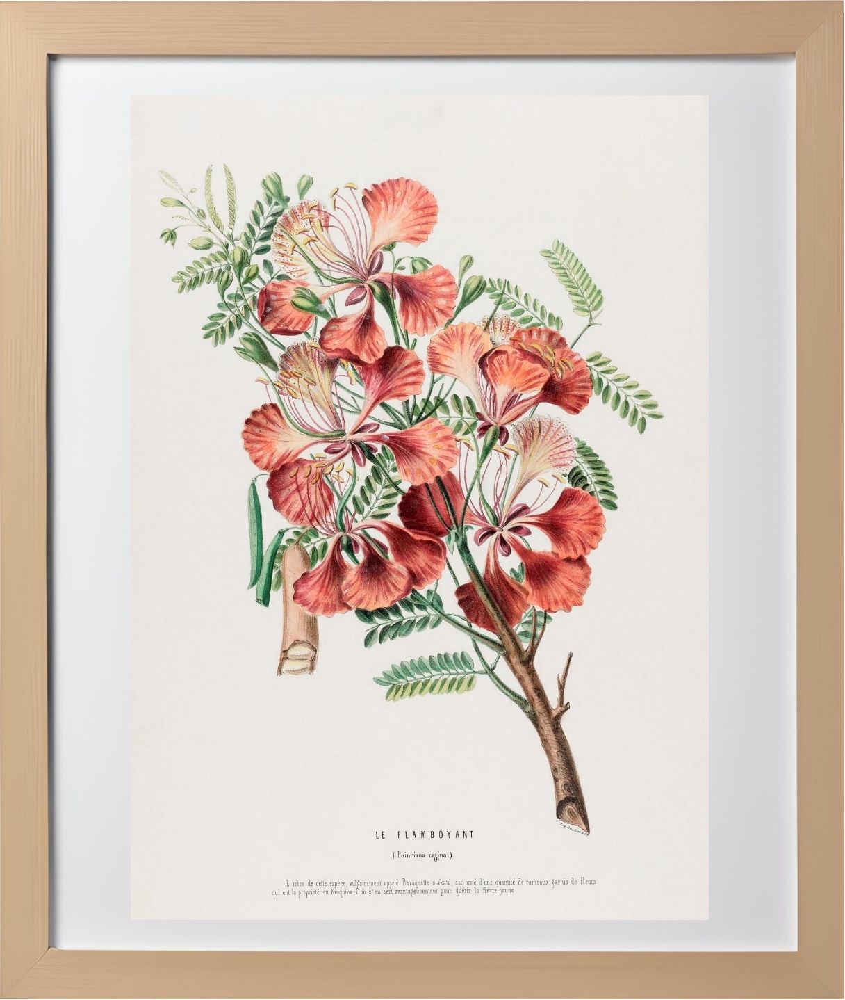 Le Flamboyant (Poinciana Regina)
