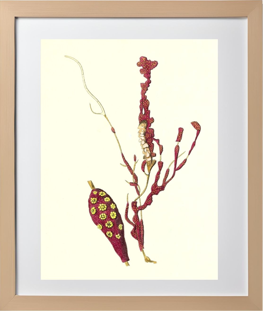 Gorgonia coralloides