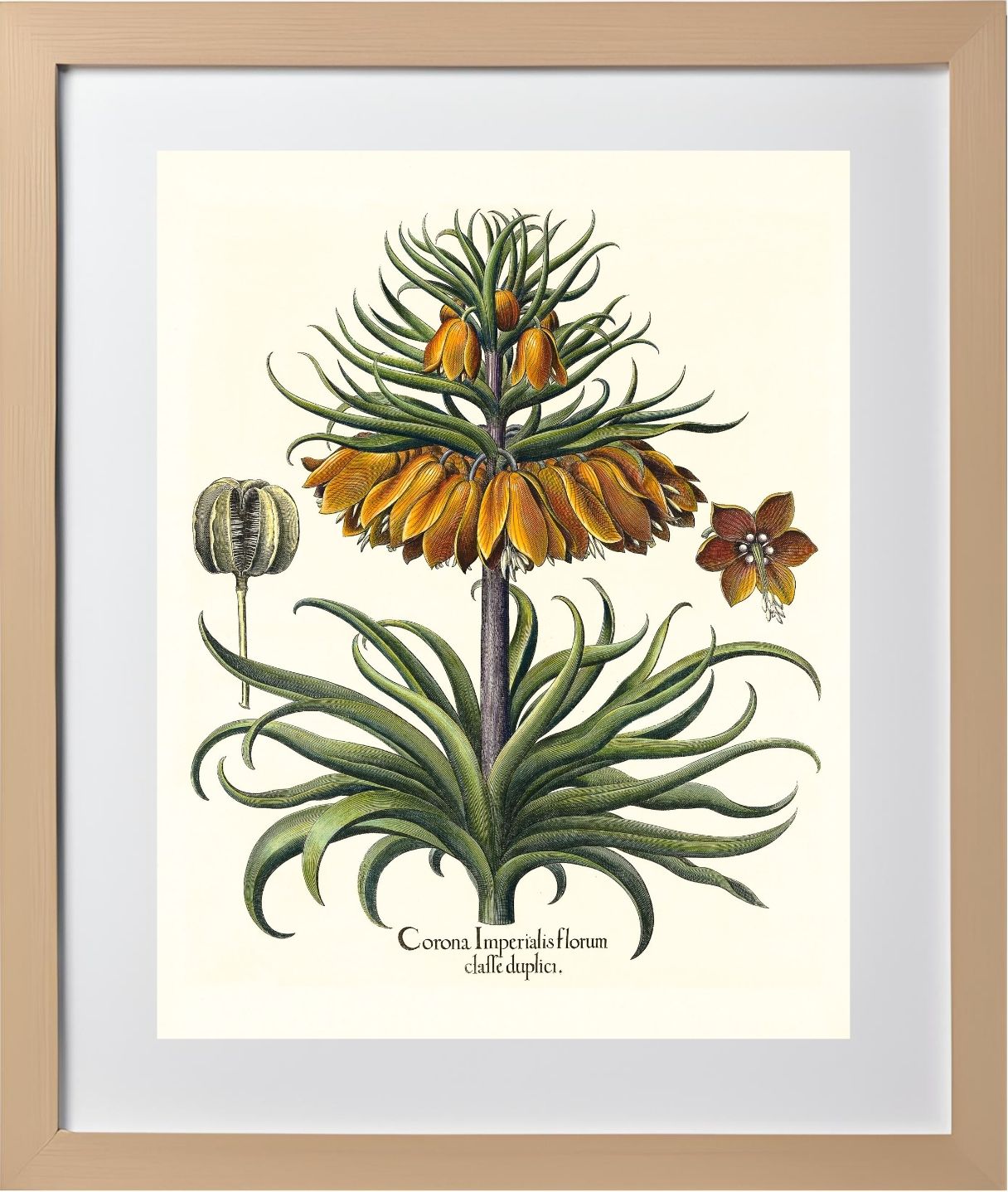 Two-tiered crown imperial fritillary with open flower