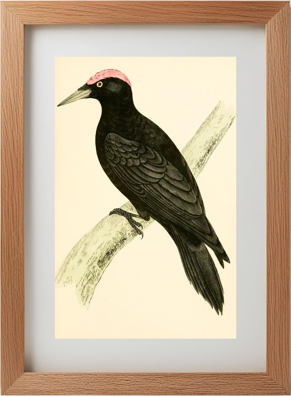 Black Woodpecker
