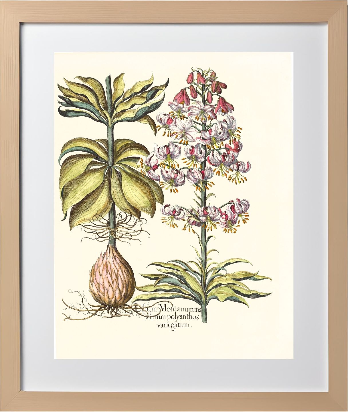 Spotted Variegated Martagon Lily