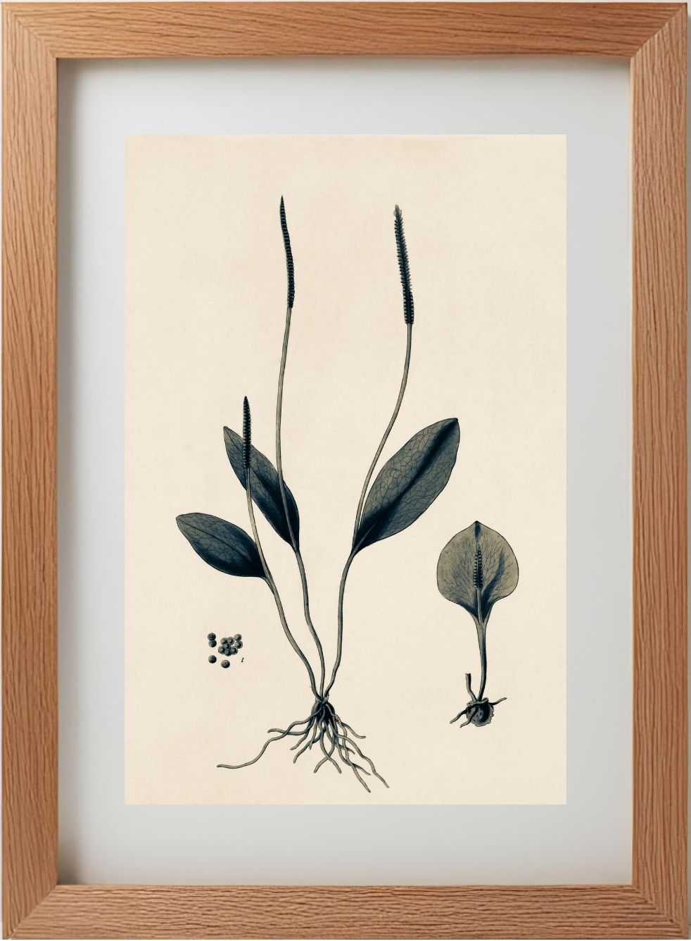 Ophioglossum Ellipticum