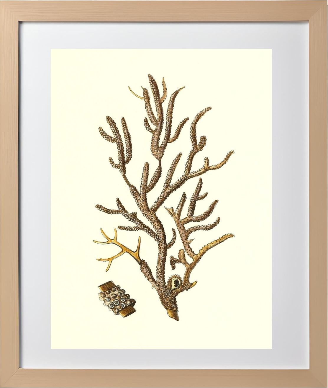 Gorgonia placomus 4