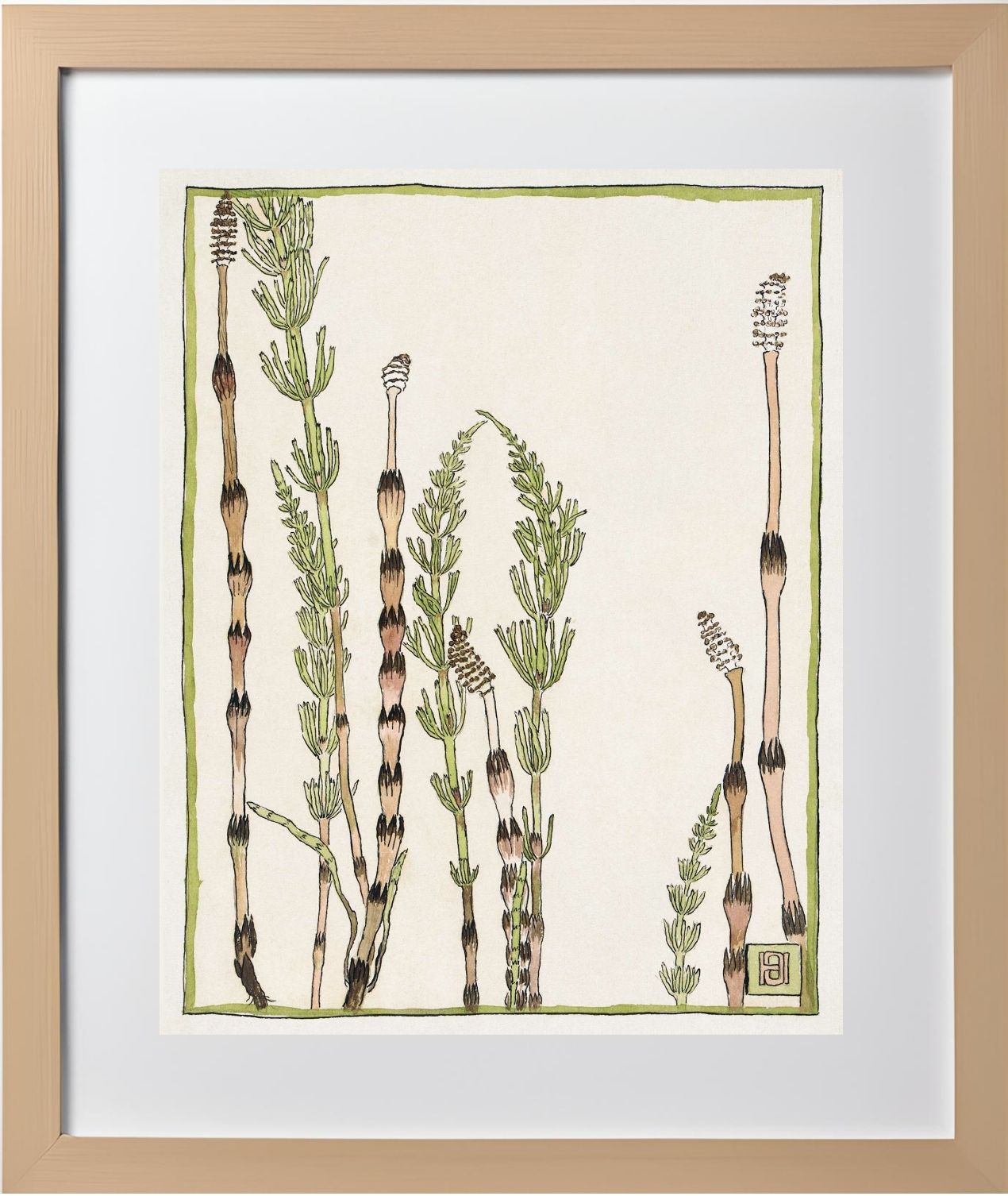 Horsetail