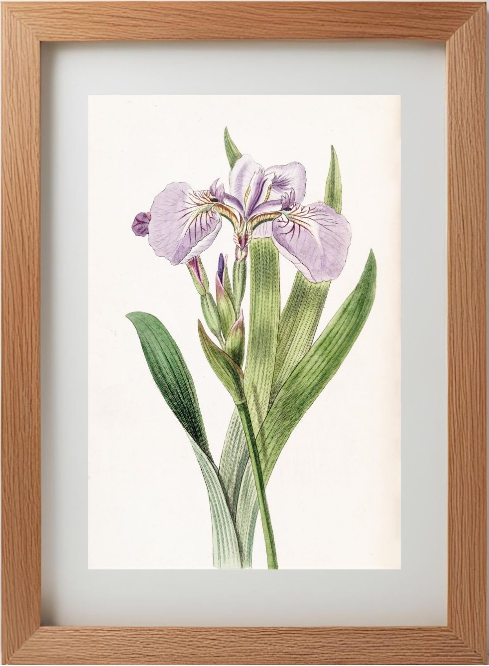 Bristle-Tipped Iris